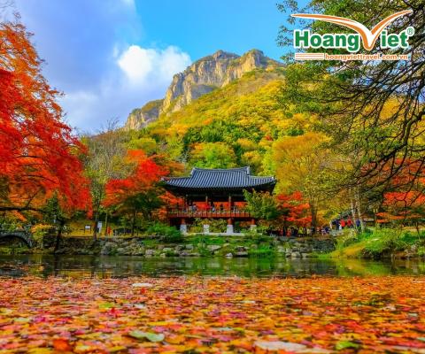 KHÁM PHÁ MÙA THU VÀNG “XỨ SỞ KIM CHI” HÀN QUỐC: HÀ NỘI – SEOUL – NAMI – EVERLAND – HÁI TÁO – RỪNG SEOUL, BAY JEJU AIR, 5 NGÀY 4 ĐÊM. 