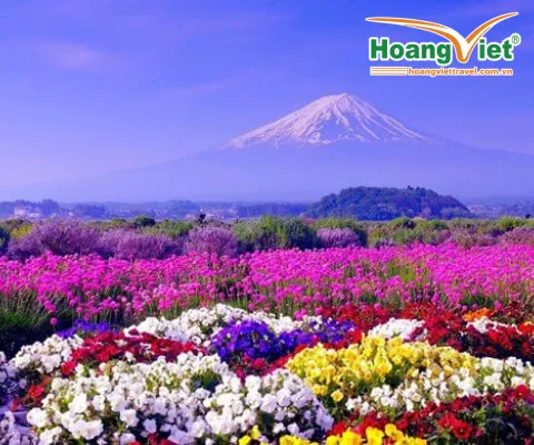 KHÁM PHÁ NHẬT BẢN MÙA HÈ: HÀ NỘI- OSAKA – KOBE – KYOTO – NAGOYA – NÚI PHÚ SĨ – TOKYOBAY VIETNAM AIRLINES