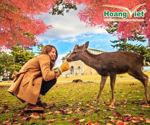 KHÁM PHÁ NHẬT BẢN  MÙA THU HÀ NỘI - NAGOYA – NARA – OSAKA – KYOTO – NÚI PHÚ SĨ – TOKYO BAY VIETNAM AIRLINES 