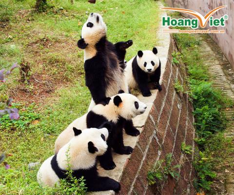 KHÁM PHÁ TỨ XUYÊN  HÀ NỘI- THÀNH ĐÔ- THIÊN ĐƯỜNG HẠ GIỚI CỬU TRẠI CÂU –  LẠC SƠN ĐẠI PHẬT BAY CHENGDU AIRLINES  