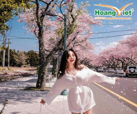 KHÁM PHÁ XỨ SỞ KIM CHI HÀN QUỐC MÙA HOA ANH ĐÀO NĂM 2026 - BAY VIETNAM AIRLINES