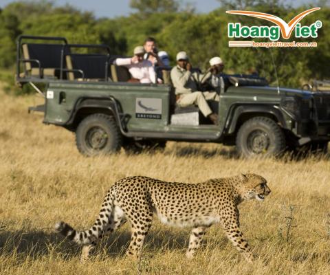 MỘT QUỐC GIA, HAI THẾ GIỚI HOANG DÃ TRỌN BỘ SAFARI TRONG MỘT ĐIỂM ĐẾN! CHƯƠNG TRÌNH NAM PHI HẤP DẪN NHẤT 2026 BAY SINGAPORE AIRLINES