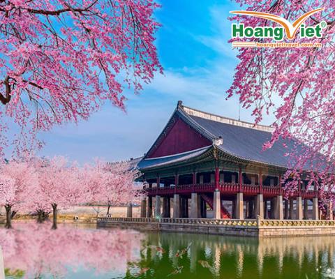 NGẮM HOA ANH ĐÀO TẠI CỐ ĐÔ HÀN QUỐC - BAY VIETNAM AIRLINES