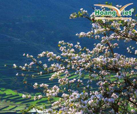 TÂY BẮC MÙA HOA BAN HÀ NỘI - MỘC CHÂU - MƯỜNG PHĂNG - ĐIỆN BIÊN 