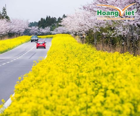TOUR DU LỊCH HÀN QUỐC: ĐẢO JEJU 5N4Đ