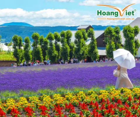  Tour Du Lịch Nhật Bản Hokkaido Mùa Hè 6N5Đ Từ Hà Nội Bay All Nippon Airways