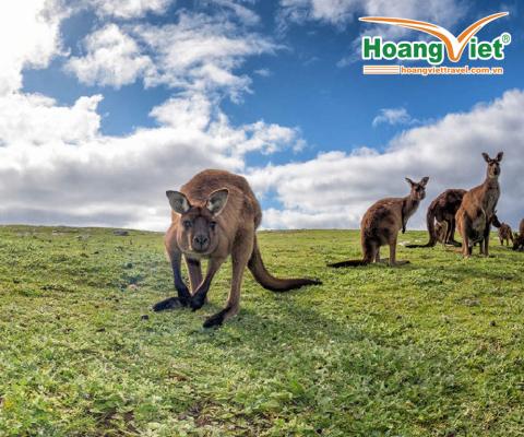 TOUR DU LỊCH ÚC: Hà Nội – Sydney – CanBerra – Melbourne-Ballarat - Dandenong