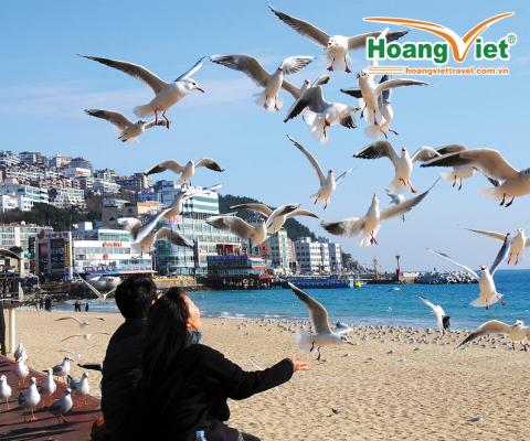 TOUR HÀN QUỐC MÙA HÈ 6N5D: HÀ NỘI - BUSAN - SEOUL - ĐẢO NAMI