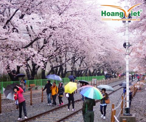 TOUR HÀN QUỐC MÙA HOA ANH ĐÀO: SEOUL – NAMI –  EVERLAND – FLOATING ISLAND 5N4Đ BAY AIR SEOUL