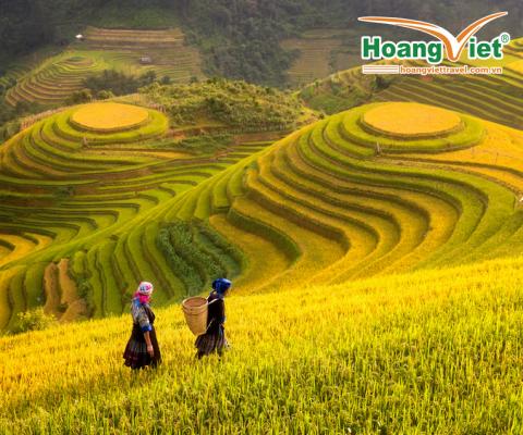 TOUR MÙ CANG CHẢI MÙA LÚA CHÍN 2021