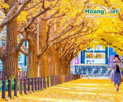 Tour Nhật Bản mùa thu 6N5D: Tokyo - Phú Sĩ - Kyoto - Osaka