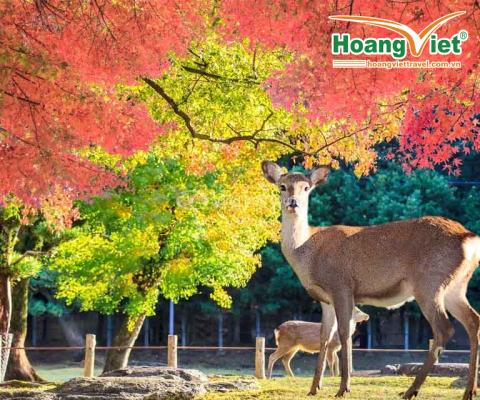 Tour Nhật Bản Mùa Thu 6N5Đ Từ Hà Nội: Nagoya – Kyoto – Núi Phú Sĩ – Tokyo