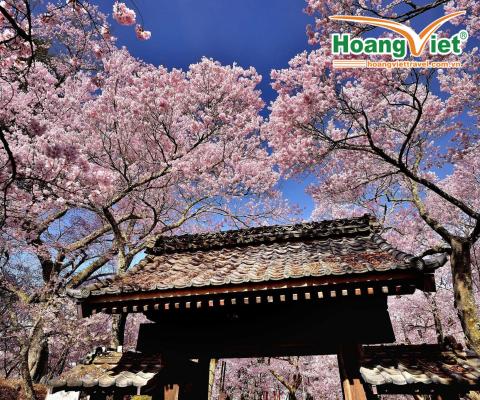 TOUR SAKURA NHẬT BẢN 2024 BAY VIETNAM AIRLINES