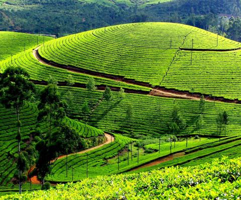 Tour Du Lịch Mộc Châu - Mai Châu - Pù Luông 3 Ngày 2 Đêm