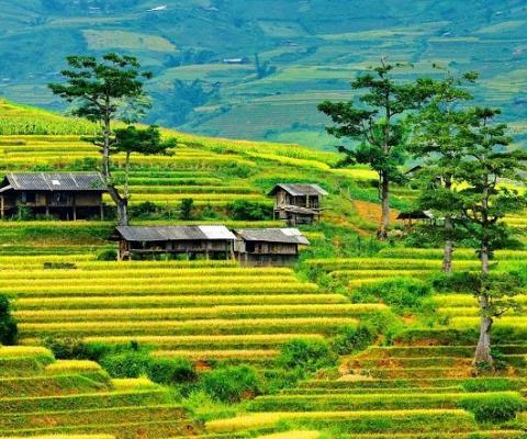 CHƯƠNG TRÌNH HÀ NỘI – ĐỒI CHÈ THANH SƠN – MÙ CANG CHẢI – HÀ NỘI