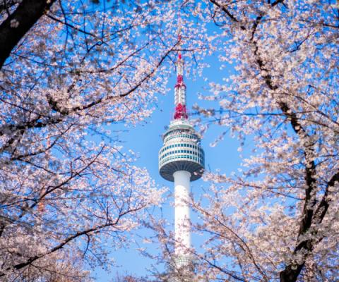 CHƯƠNG TRÌNH KHÁM PHÁ HÀN QUỐC MÙA XUÂN:  HÀ NỘI - SEOUL-NAMI- EVERLAND- NGẮM HOA ANH ĐÀO RỪNG SEOUL BAY JEJU AIR 