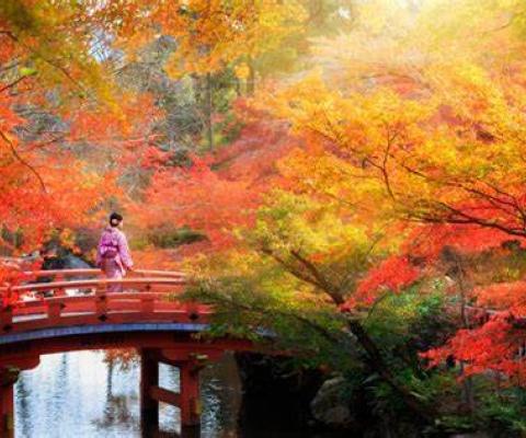 CUNG ĐƯỜNG VÀNG NHẬT BẢN 2025 SẮC THU LÃNG MẠN – TRẢI  NGHIỆM KHÓ QUÊN