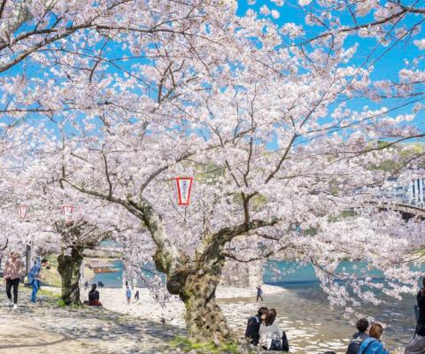 DU LỊCH NHẬT BẢN MÙA ANH ĐÀO: OSAKA – KYOTO – NAGOYA – PHÚ SỸ - TOKYO BAY HÀNG KHÔNG VIETNAMAIRLINES