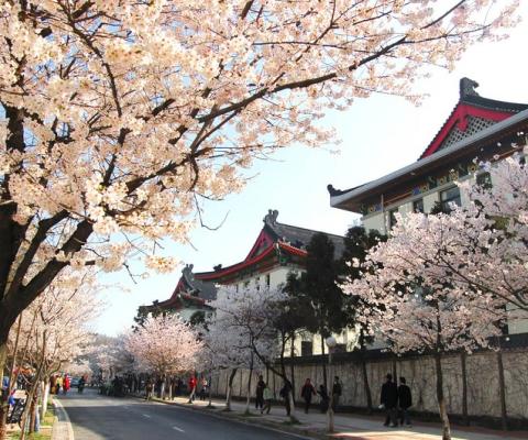DU XUÂN XỨ ĐÀI: ĐỐT PHÁO HOA CHÀO MỪNG NĂM MỚI 2024 ĐÀI TRUNG - CAO HÙNG - ĐÀI BẮC - BAY CHINA AIRLINES
