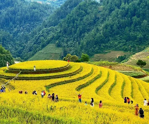 HÀ NỘI – ĐỒI CHÈ THANH SƠN – MÙ CANG CHẢI – HÀ NỘI 3 NGÀY 2 ĐÊM