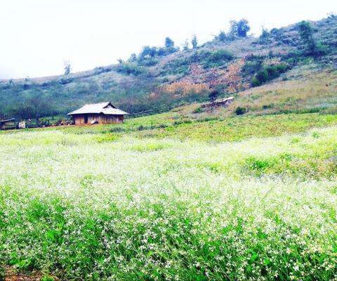 HÀ NÔI - MỘC CHÂU – MAI CHÂU - HÀ NỘI Thác Giải Yếm – Cầu Kình Tình Yêu – Hang Dơi – Đồi Chè Trái Tim
