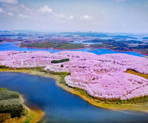 Hành trình khám phá Trung Hoa – mùa hoa ANH ĐÀO