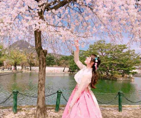 KHÁM PHÁ MÙA HOA ANH ĐÀO SEOUL- BUSAN HÀ NỘI – SEOUL – NAMI- BUSAN- TÀU ĐIỆN- LÀNG VĂN HÓA GAMCHEON- NGẮM HOA ANH ĐÀO TRẢI NGHIỆM TÀU CAO TỐC KTX TUYẾN BUSAN - SEOUL BAY VIETJET AIR 