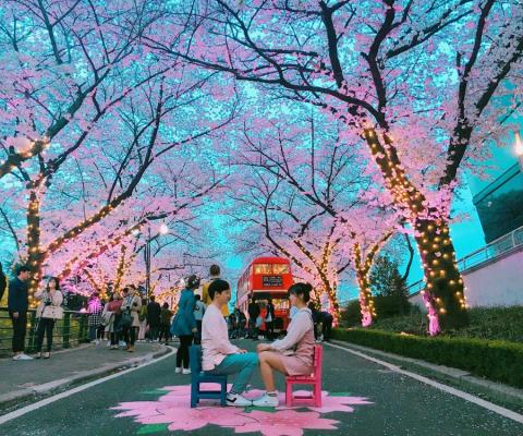 KHÁM PHÁ MÙA HOA ANH ĐÀO “XỨ SỞ KIM CHI” HÀN QUỐC: HÀ NỘI - SEOUL-NAMI- EVERLAND-NGẮM HOA ANH ĐÀO CÔNG VIÊN YEOUIDO BAY VIETJET AIR 