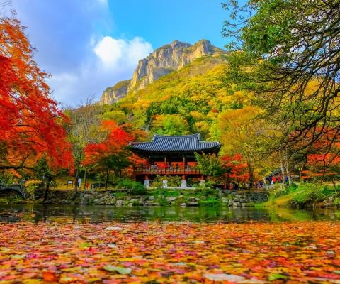 KHÁM PHÁ MÙA THU VÀNG “XỨ SỞ KIM CHI” HÀN QUỐC: HÀ NỘI – SEOUL – NAMI – EVERLAND – HÁI TÁO – RỪNG SEOUL, BAY JEJU AIR, 5 NGÀY 4 ĐÊM. 
