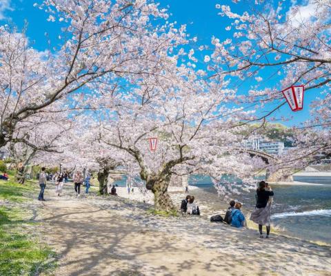 KHÁM PHÁ NHẬT BẢN MÙA HOA ANH ĐÀO 2026 HÀ NỘI – NAGOYA – NARA – OSAKA – KYOTO – NÚI PHÚ SĨ – TOKYO – NGẮM HOA ANH ĐÀO – HÀ NỘI BAY VIETNAM AIRLINES (VỀ CHIỀU) 