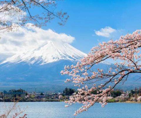 KHÁM PHÁ NHẬT BẢN MÙA HOA ANH ĐÀO 2026 HÀ NỘI – TOKYO – NÚI PHÚ SĨ – NAGOYA – OSAKA – NGẮM HOA ANH ĐÀO BAY VIETNAM AIRLINES
