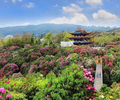 KHÁM PHÁ QUÝ DƯƠNG – THIÊN HỘ MIÊU TRẠI BÁCH LÝ ĐỖ QUYÊN BAY COLORFUL GUIZHOU AIRLINES