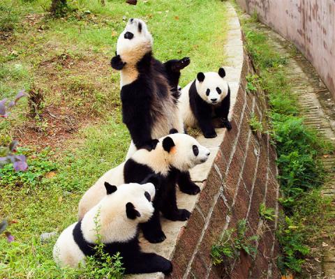 KHÁM PHÁ TỨ XUYÊN HÀ NỘI- THÀNH ĐÔ- THIÊN ĐƯỜNG HẠ GIỚI CỬU TRẠI CÂU – LẠC SƠN ĐẠI PHẬT BAY CHENGDU AIRLINES