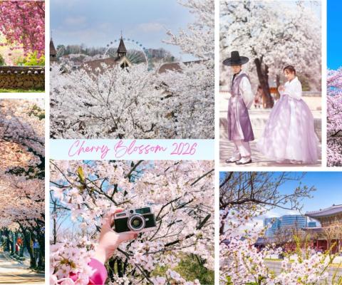 KHÁM PHÁ XỨ SỞ KIM CHI HÀN QUỐC MÙA HOA ANH ĐÀO 2026: SEOUL - NAMI - EVERLAND – NGẮM HOA ANH ĐÀO CÔNG VIÊN YEOUIDO - RỪNG SEOUL (TỐI - TỐI)