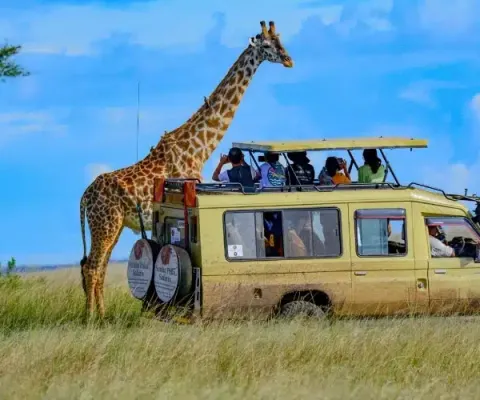 MỘT QUỐC GIA, HAI THẾ GIỚI HOANG DÃ TRỌN BỘ SAFARI TRONG MỘT ĐIỂM ĐẾN! CHƯƠNG TRÌNH NAM PHI HẤP DẪN NHẤT 2026 HÀ NỘI – JOHANNESBURG – PRETORIA – GAME LODGE – CAPE TOWN – HÀ NỘI BAY SINGAPORE AIRLINES