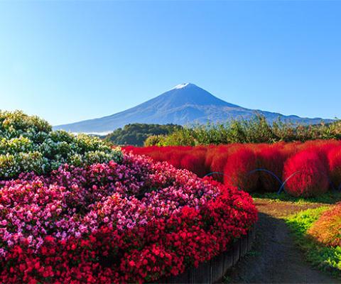 RỰC RỠ SẮC XUÂN VIỆT NAM - SAKURA - NHẬT BẢN - VIỆT NAM