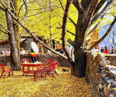 Tour Đằng Xung Vân Nam 5N4Đ: Khám Phá Mùa Thu Cổ Tích