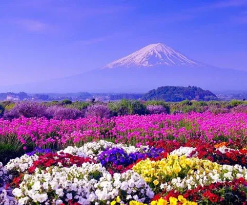Tour Đi Nhật Bản Từ Hà Nội: Osaka – Kobe – Kyoto – Nagoya – Núi Phú Sĩ – Tokyo Bay Vietnam Airlines