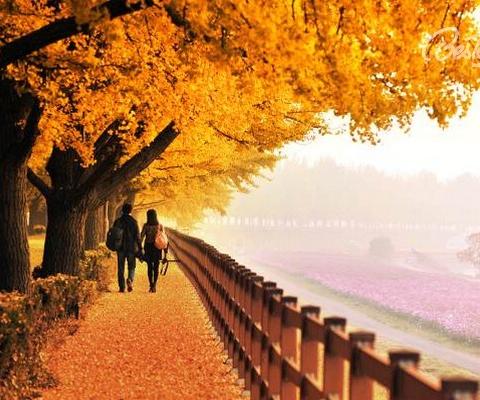 Tour du lịch Hàn Quốc 6n5d mùa thu: Seoul Jeju bay 7C