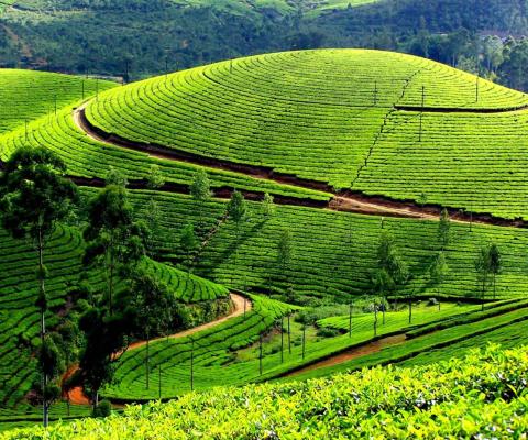 Tour Du Lịch Mộc Châu - Mai Châu - Pù Luông 3 Ngày 2 Đêm