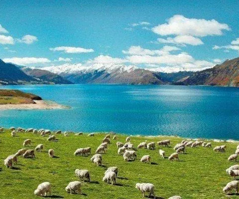 Tour Du Lịch New Zealand 7 Ngày 6 Đêm Khám Phá Đảo Bắc