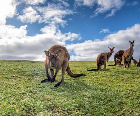 TOUR DU LỊCH ÚC: Hà Nội – Sydney – CanBerra – Melbourne-Ballarat - Dandenong