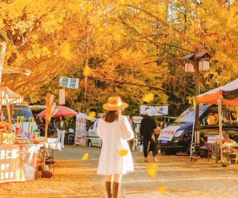 Tour Hà Khẩu Côn Minh Đằng Xung 5n5d: Săn Lá Vàng Làng Ngân Hạnh Noshop
