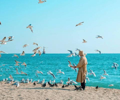 Tour Hàn Quốc 6 Ngày 5 Đêm Từ Hà Nội: Busan – Seoul – Đảo Nami – Incheon – Trải Nghiệm Đi Phà Ngắm Hải Âu Bay Vietjet Air