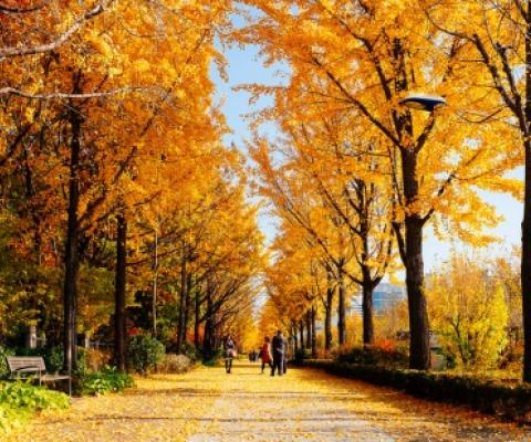 TOUR HÀN QUỐC MÙA LÁ VÀNG, LÁ ĐỎ: SEOUL - NAMI – EVERLAND 5N4Đ