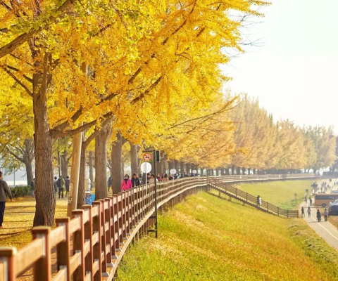 Tour Hàn Quốc Mùa Thu 6N5Đ: Busan – Seoul – Đảo Nami – Incheon – Trải Nghiệm Đi Phà Ngắm Hải Âu Bay Vietjet Air