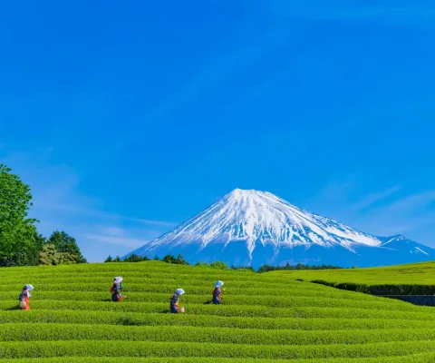 Tour Nhật Bản 5 Ngày 4 Đêm Giá Rẻ: Shizuoka – Núi Phú Sĩ – Tokyo Bay Vietjet Air