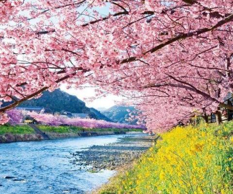 Tour Nhật Bản 6n5d Tết: Anh Đào Sớm, Bay VNA, No shopping