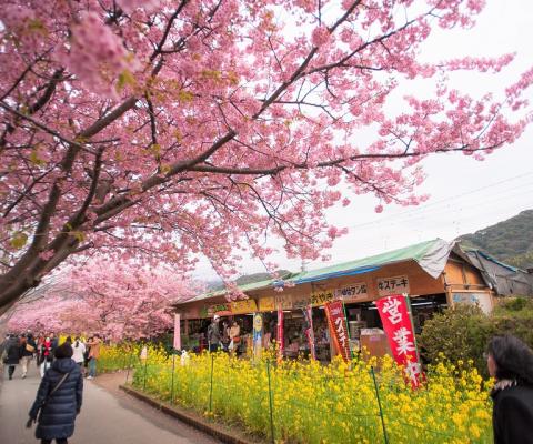 Tour Nhật Bản 6N5D VNA: Cung Đường Vàng Ngắm Hoa Anh Đào (NO SHOP)