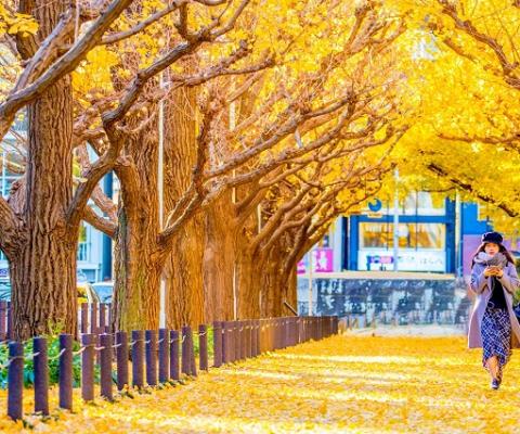 Tour Nhật Bản mùa thu 6N5D: Tokyo - Phú Sĩ - Kyoto - Osaka